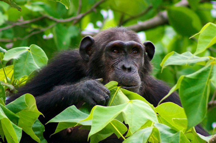 Le origini della guerra: evidenze comparative tra primati e società umane